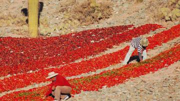 Grands déserts argentins