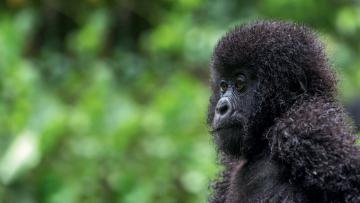 Aux pays des gorilles