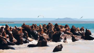 Patagonie: de l'Atlantique aux Andes