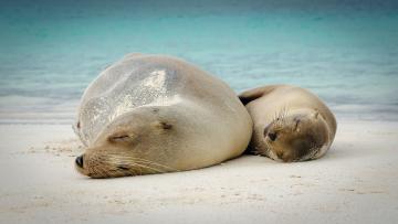 Combiné Équateur-Galápagos