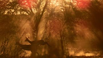 Trésors de l'Afrique du Sud
