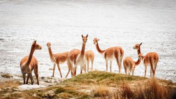 COULEURS DU CHILI, DE LA BOLIVIE ET DU PEROU